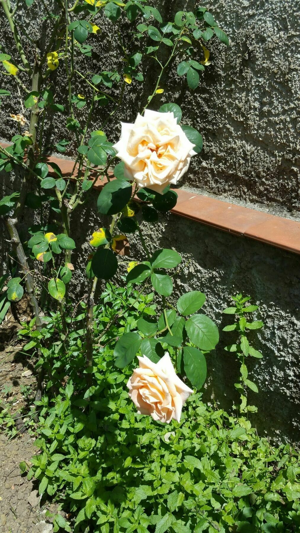 La Villa Nei Fiori 佛罗伦萨 外观 照片